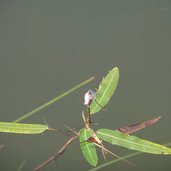st felix tretsee wasserknoeterich wasserpflanze mit libelle azurjungfer