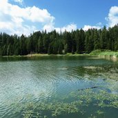 st felix tretsee wasserknoeterich wasserpflanze