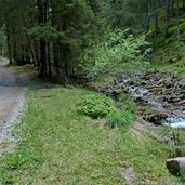 abfahrt moschwaldalm nach hafling weg wald bach