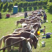 villanders ortsteil st valentin haflinger pferde veranstaltung