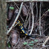 feuersalamander tattermandl