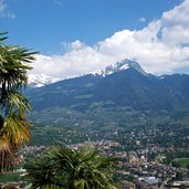 palmen ifinger schnee meran ab marling