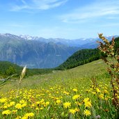 blumenwiese mit habichtkraut bei tallner alm