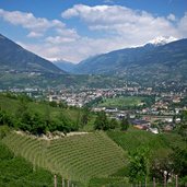 weinberg meran panorama