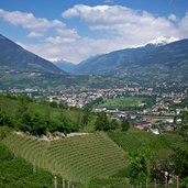 weinberg meran panorama