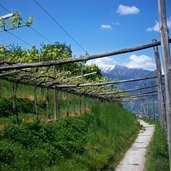 waalweg unter weinberg