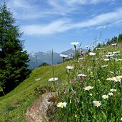 mahdalm blumenwiese margariten