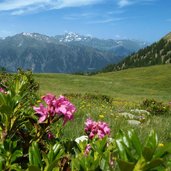 alpenrosen dahinter texelgruppe und alpenhauptkamm