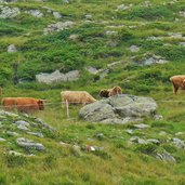 proveis hochlandrinder bei stierbergalm