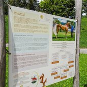 haflinger erlebnisweg infotafel