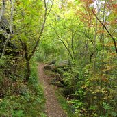 herbstwald sonnenberg