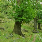 kastanienhain kastelbell tschars