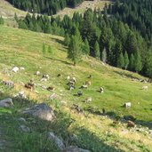 wanderung laugenalm weiden