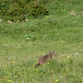 murmeltier naturpark texelgruppe