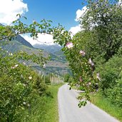 heckenrose bei felder tabland naturns