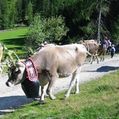 Almabtrieb St Nikolaus Kuehe