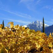 herbst bei lana weinreben und blick auf ifinger