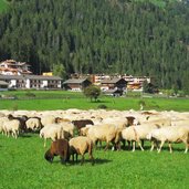 Schafe Kuppelwies