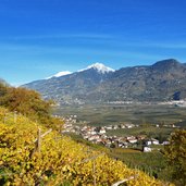 herbst weinreben tscherms blick richtung ifinger