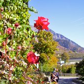 partschins herbst rosen vertigen