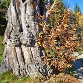 weg a bei voellan kastanienbaum