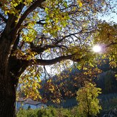 st magdalena bei voellan herbst kastanienbaum sonne