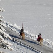 winter haflinger pferde reiten ridnauntal