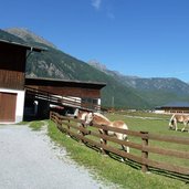 haflinger bei laengenfeld espan