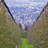 blick auf meran von schenna waalweg