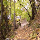 schenna herbstwald bei schloss goyen