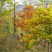 freiberg meran herbstwald