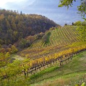 spaetherbstliche weinlandschaft meran freiberg