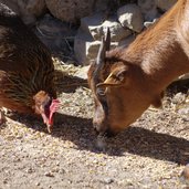 Rainguthof Gfrill Tisens Ziege Henne