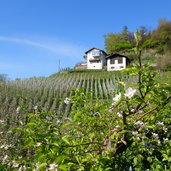 weg bei naturns apfelbluete