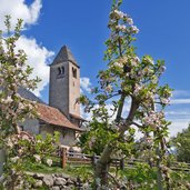 naturns st prokulus kirche apfelbluete