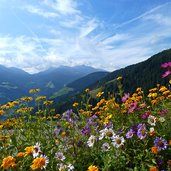 ultental hinter blumen