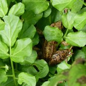 kleiner frosch gruen natur umwelt