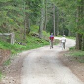 forstweg leadner alm zur voeraner alm wanderer