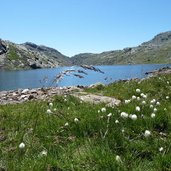 langsee spronser seen