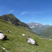 falschnaltal pfelders kuehe