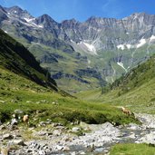 falschnaltal pfelders und haflinger pferde