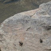 kleine froesche frosch haselgruberseen