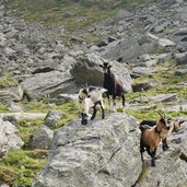 ziegen bei baerhapp alm im kirchbergtal ulten