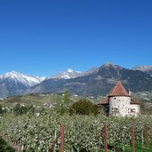 meran obermais schloss planta apfelbluete