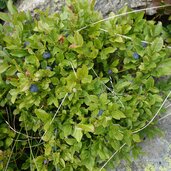 heidelbeeren schwarzbeeren oder blaubeeren