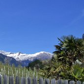 passeiertal palmen bei saltaus camping schnee am jaufenkamm