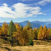 herbstwald hafling falzeben laerchenwald