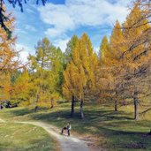 herbstwald hafling falzeben laerchenwald