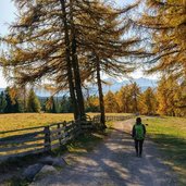 herbstwald hafling falzeben laerchenwald