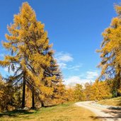 herbstwald hafling falzeben laerchenwald